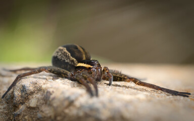 spider on the ground