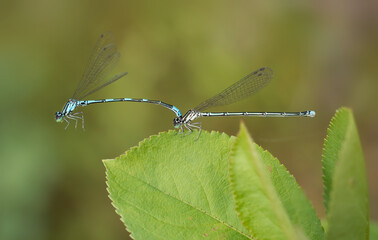 blue dragonfly on green leaf