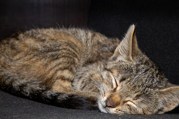 Fototapeta na wymiar Grey cat having a nap near the owners seat.