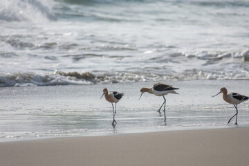 American Avocet