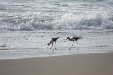 American Avocet