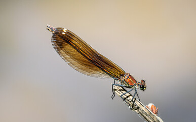 damigella (libellula) marrone posata su una ramo