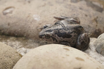 small brown frog on a stone