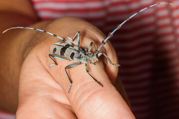 Female Alpine longhorn beetle (Rosalia alpina, Cerambycidae) sitting on a finger 
