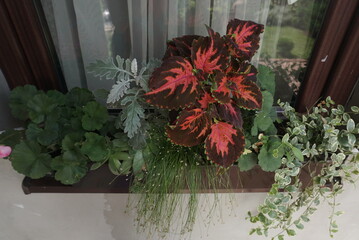 Flowers In Window With Pot