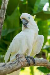 Bali bird park in Sanur