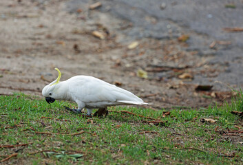 Sulphur crested cockatoo looking for food - Victoria, Australia