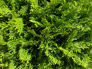 Evergreen leaves blurry background.