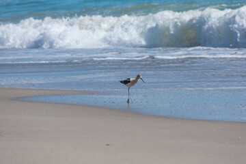 American Avocet