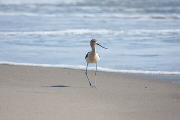 American Avocet