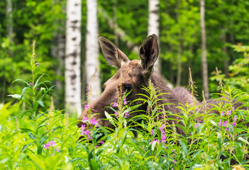 Elk stands in the forest in the tall grass .