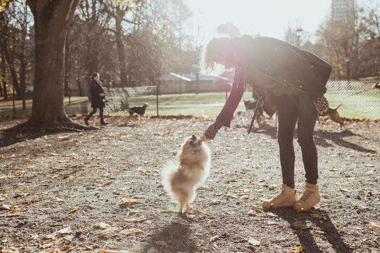 Full length side view of woman playing with Pomeranian dog at park