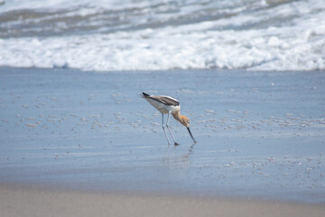 American Avocet