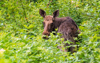 Elk in the forest in the long grass looks back.