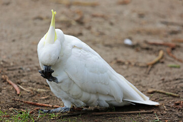 Sulphur crested cockatoo eating - Victoria, Australia