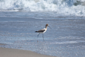 American Avocet