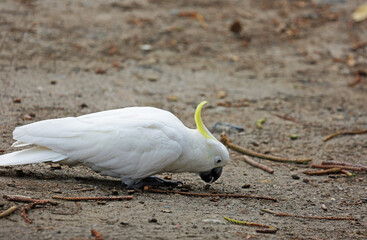 Sulphur crested cockatoo on the ground - Victoria, Australia