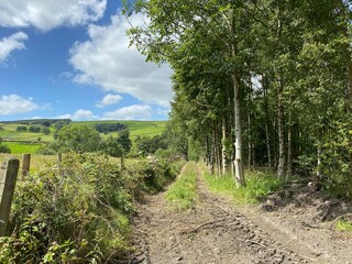 View down a cart track, with wild plants, old trees and hills in the distance in, Trawden, Colne, UK