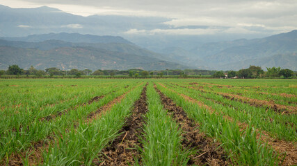 Fototapeta na wymiar Photograph of sugar cane crops in Valle del Cauca Colombia with the Andes in the background.