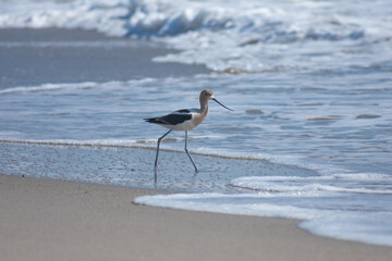 American Avocet