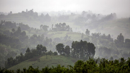 Fog in Virunga, Congo, Africa