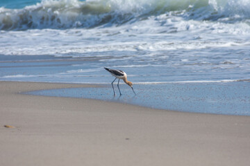 American Avocet