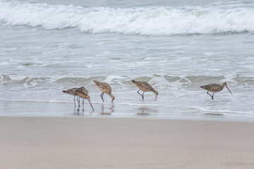 Long-billed Curlew