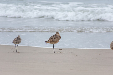 Long-billed Curlew