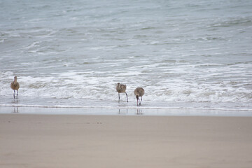 Long-billed Curlew