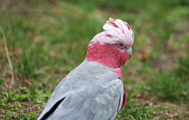 Galah in profile - pink and gray cockatoo - Victoria, Australia