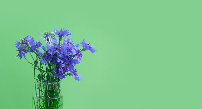 Cornflower flower. A bouquet of cornflowers in a vase on a green background. Blue flowers, summer wild plants. Blue flower. Postcard with revenge for the text.