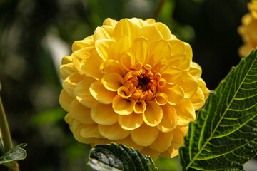 bee on yellow flower