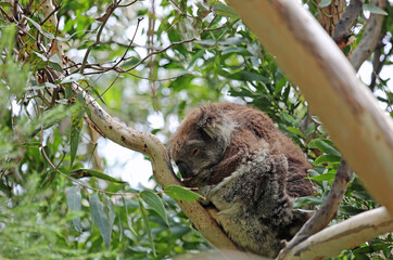 Sleeping Koala on the tree - Kennett River,  Victoria, Australia