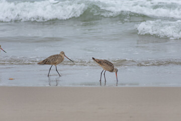 Long-billed Curlew