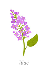 Lilac branch of purple flowers isolated on white background