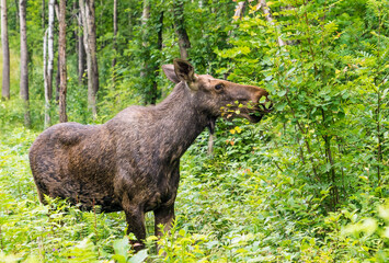 Elk in the forest eating young leaves on branches.