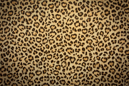 Leopard Pattern Projects :: Photos, videos, logos, illustrations