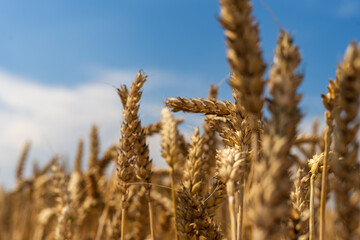 Panorama of wheat field. Background of ripening ears of wheat field. Beautiful Nature Landscape. 