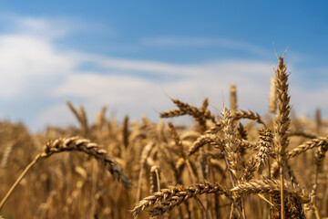 Panorama of wheat field. Background of ripening ears of wheat field. Beautiful Nature Landscape. 