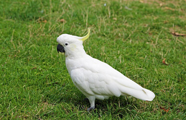 Sulphur crested cockatoo - Victoria, Australia © jerzy
