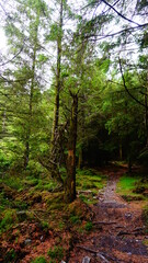 magic forest