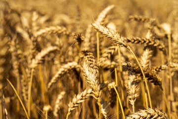 Wheat field