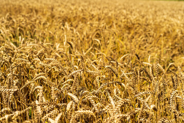 Wheat field
