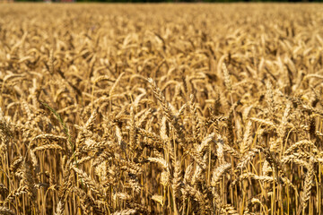 Wheat field