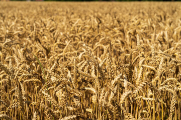 Wheat field
