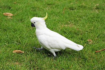 Sulphur crested cockatoo walking - Victoria, Australia © jerzy