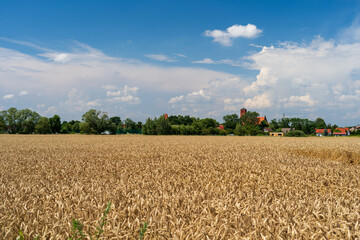 Panorama of wheat field. Background of ripening ears of wheat field. Beautiful Nature Landscape. 