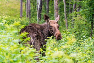 Elk in the forest in the long grass looks back.