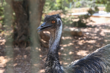 Emu bird in an aviary at the zoo.