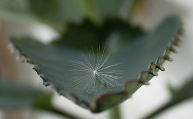 Kalanchoe and dandelion. Wallpaper for desktop